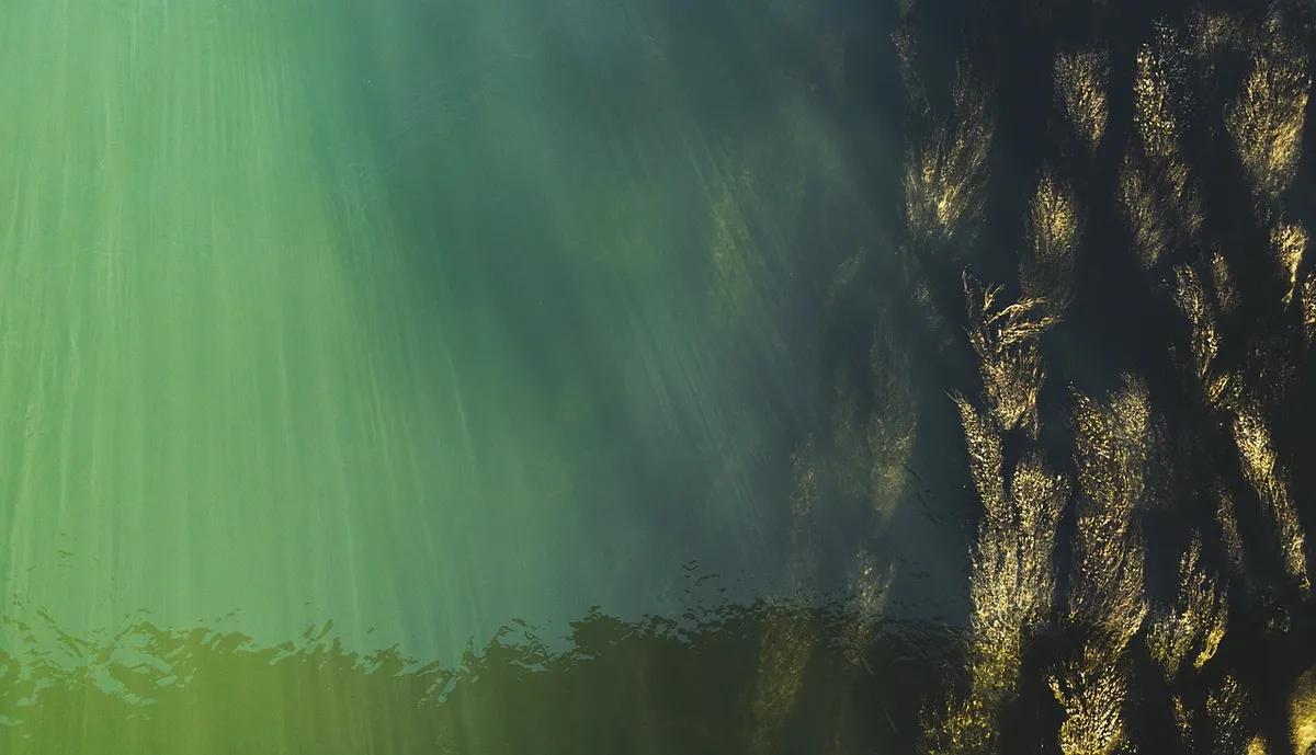 underwater, top view, water surface, seaweed, water grass, danube, underwater world, aerial view, water, water level, nature, flow