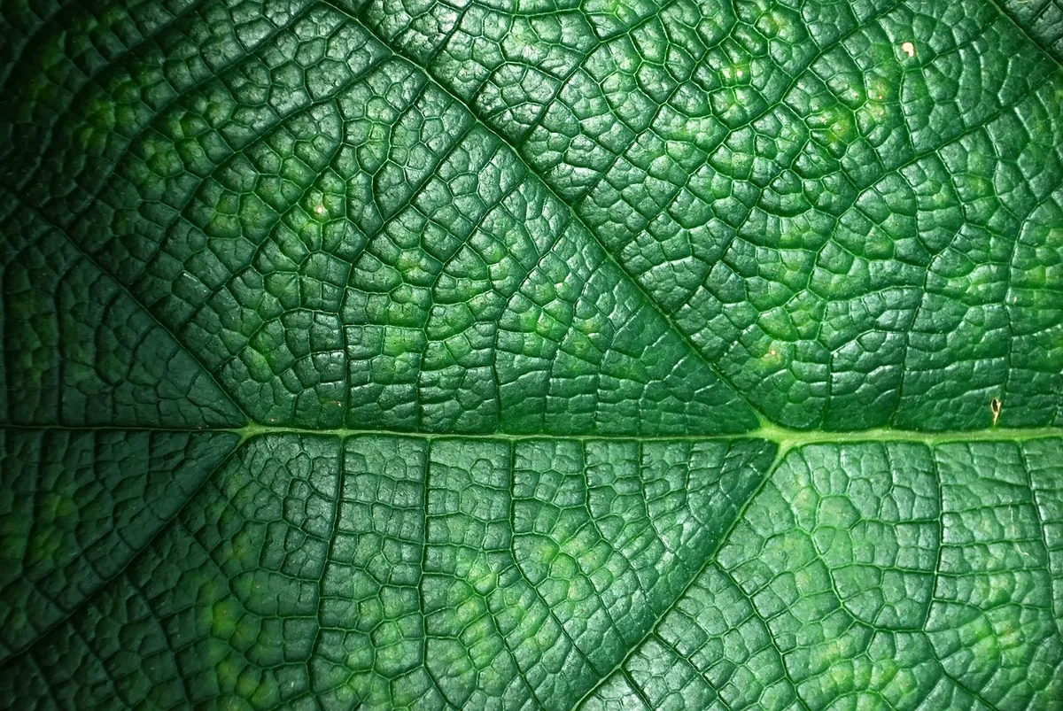 background, nature, hd wallpaper, free background, mac wallpaper, plant, floral background, desktop backgrounds, macro, 4k wallpaper, leaf, growth, wallpaper hd