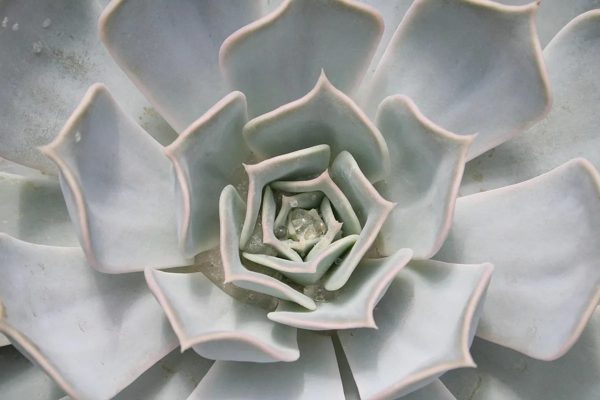 plant, cactus, exotic, flora, nature, growth, botany, macro, cactus, cactus, cactus, cactus, cactus, growth
