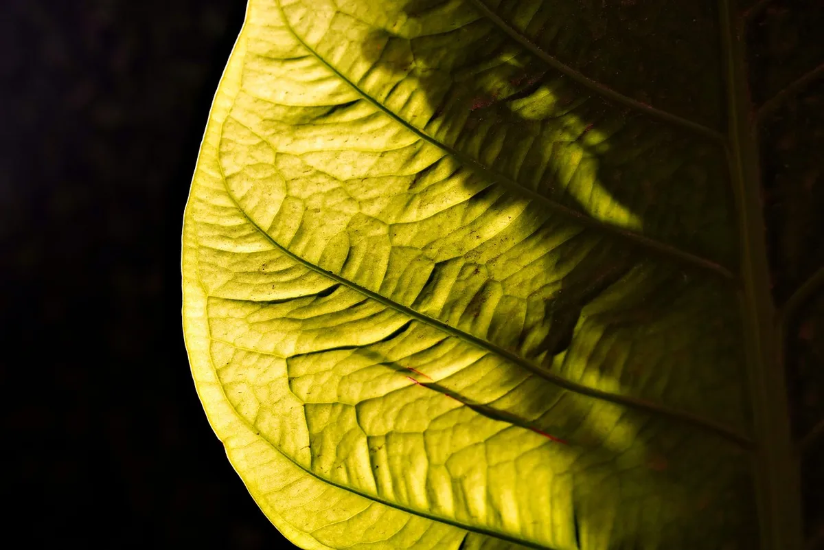 leaf, foliage, structure, pattern, growth, nature