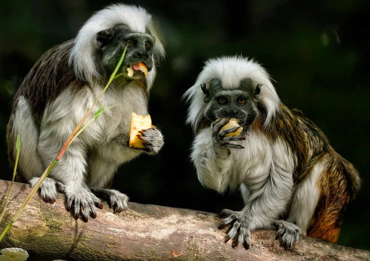 tamarins, cotton-top tamarin, monkey, primate, new world monkey, arboreal, diurnal, mammal, animal, wildlife, nature, critically endangered, cotton-top tamarin,