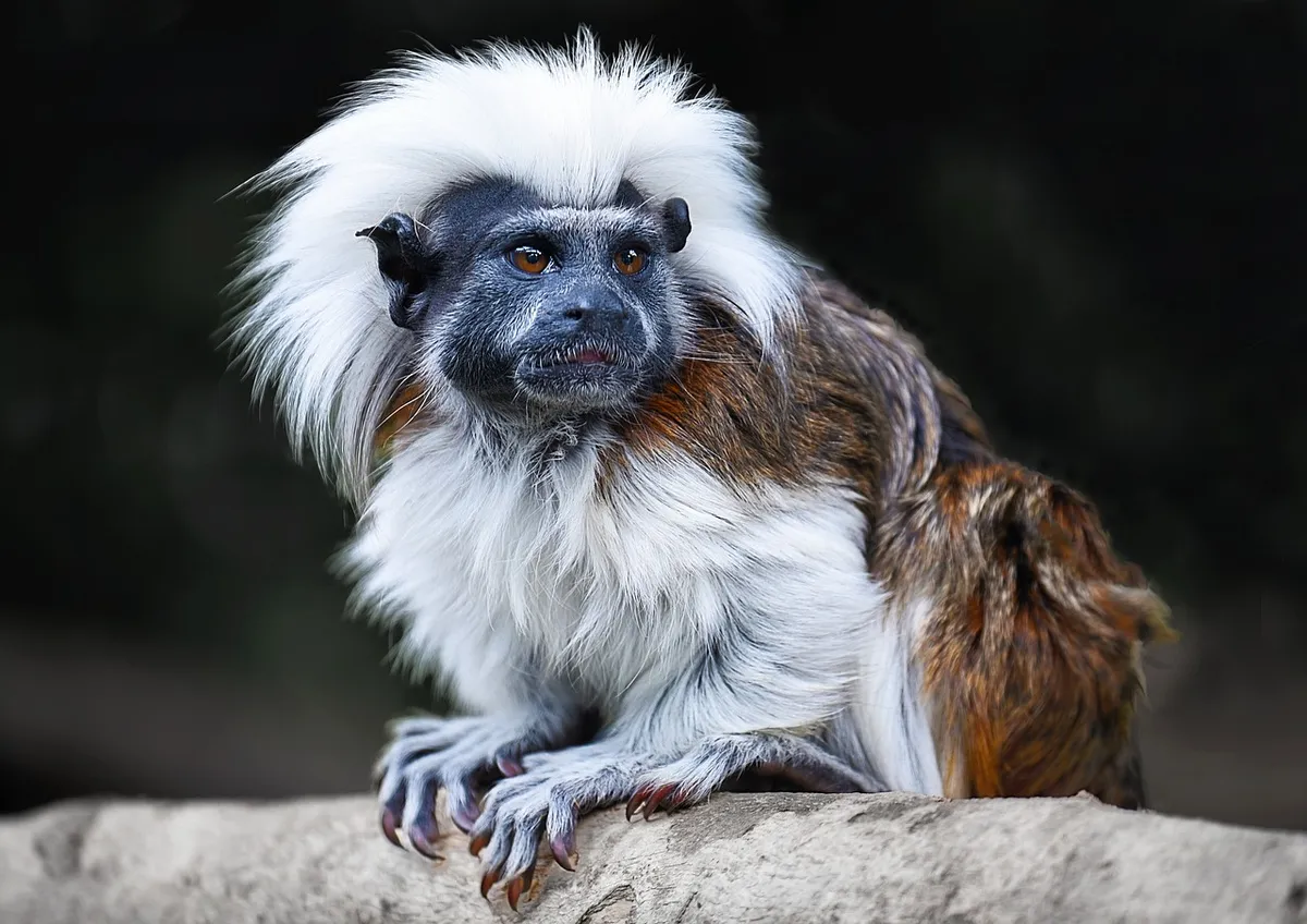 monkey, cotton-top tamarin, animal, nature, mammal, wildlife, cotton-headed tamarin, crested tamarin, widlife photography, animal world, monkey, monkey, monkey,