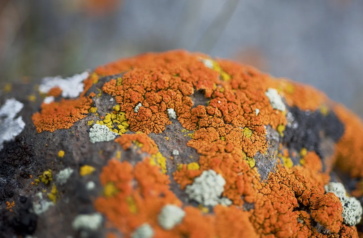 lichen, orange, moss, stone, grey, nature, texture, pattern, wilderness, plant, organism, wild, fungi, spring, natural, botany, fungus, algae, summer, species,