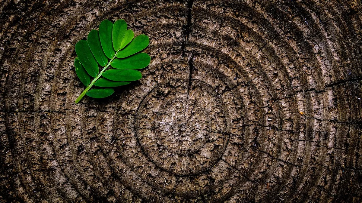 abstract, leaf, tree stump, green, brown, foliage, nature, pattern, annual rings, rough, stump, texture, tree, trunk, wood, wooden, abstract, abstract, abstract